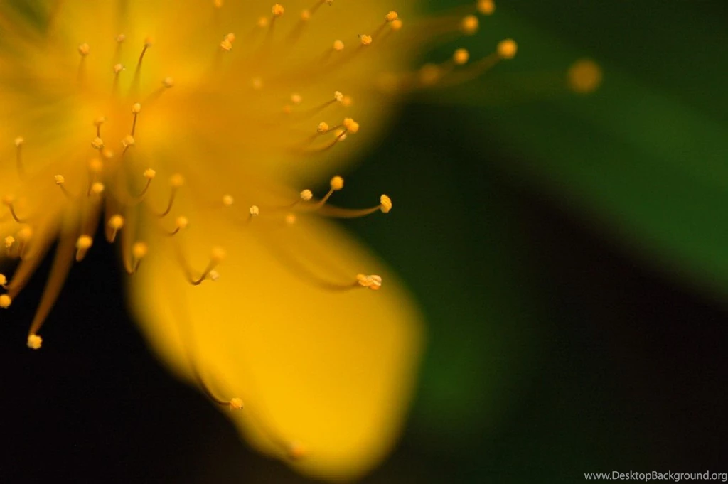 Yellow Flower Wallpapers