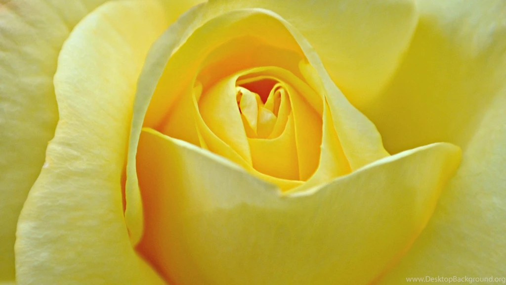 Friendship Flowers Images And Wallpapers Download