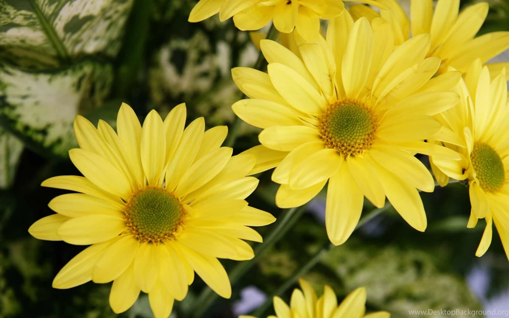 Yellow Color Flowers Wallpapers