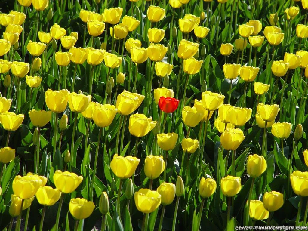 Tulips Flower Wallpapers Page 4 Crazy Frankenstein