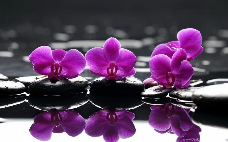 Purple Orchid Flowers Zen Wallpapers Free Desktop Backgrounds And ...