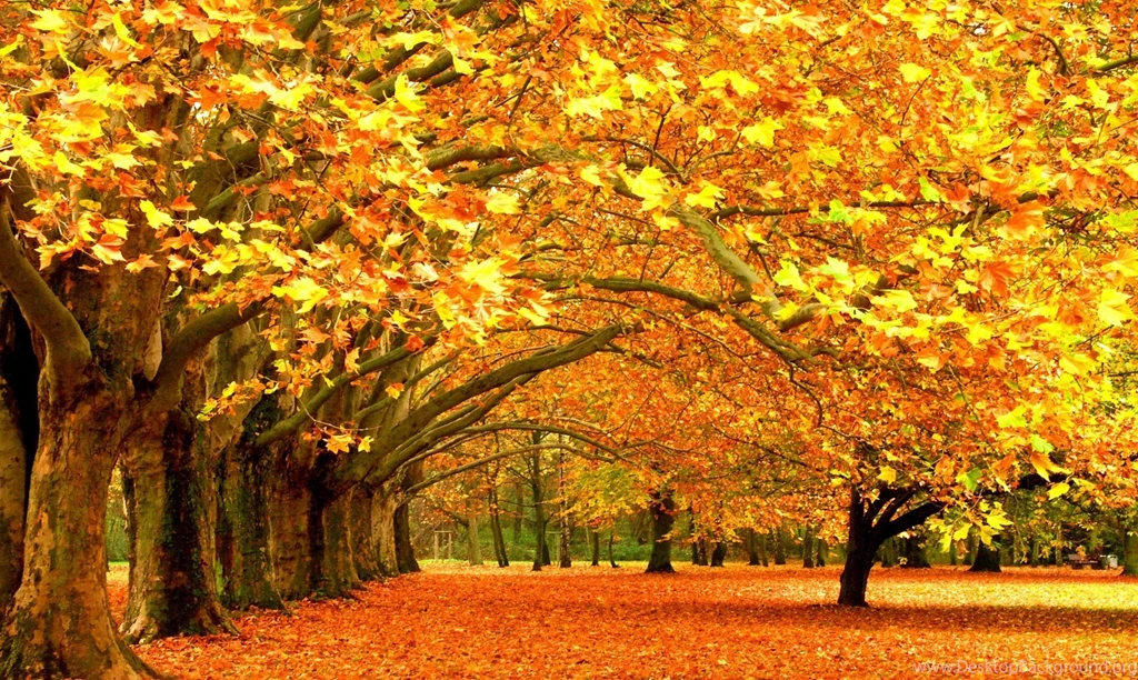 Nature Hd Wallpapers 1080p Widescreen