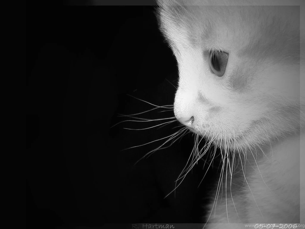 Cute  wallpapers By Krazy4ever On DeviantArt