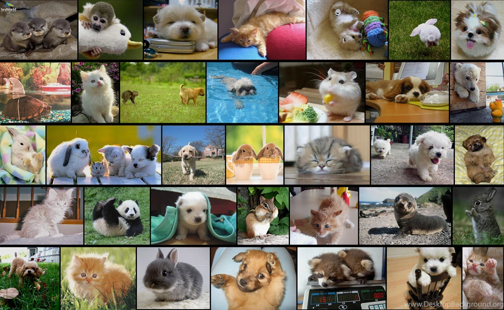 Cutest Wallpapers Ever By Loonylawnflamingo On DeviantArt