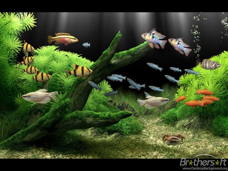 Gif Wallpapers Android Free Download