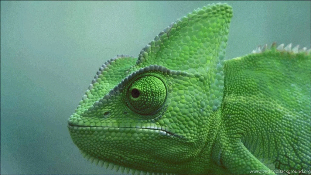 Baby Chameleon Wallpapers Wallpaper.