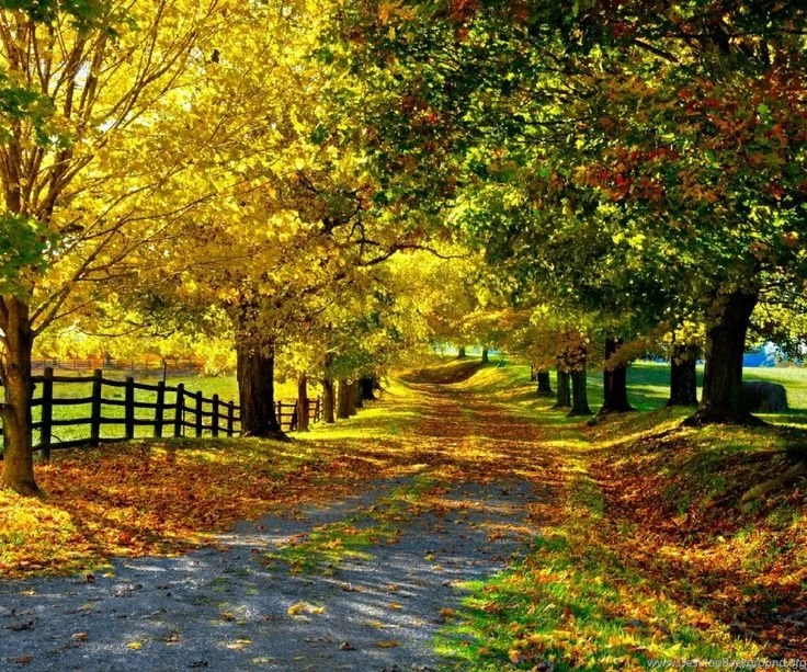 Beautiful Autumn Wall By Wapking.cc