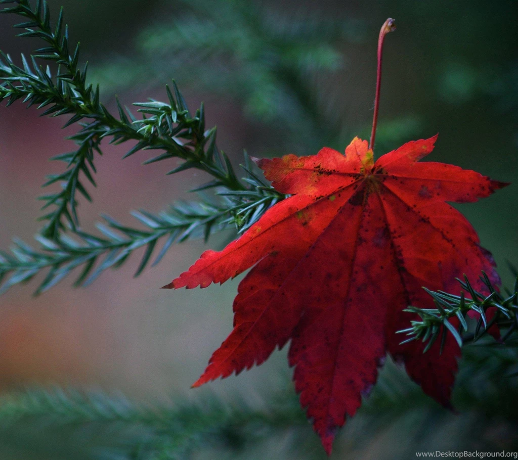 Samsung Galaxy S4 Wallpapers C89   Ipadwallpaperonline