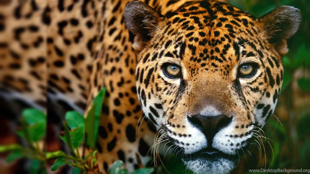 Animal Desktop Backgrounds