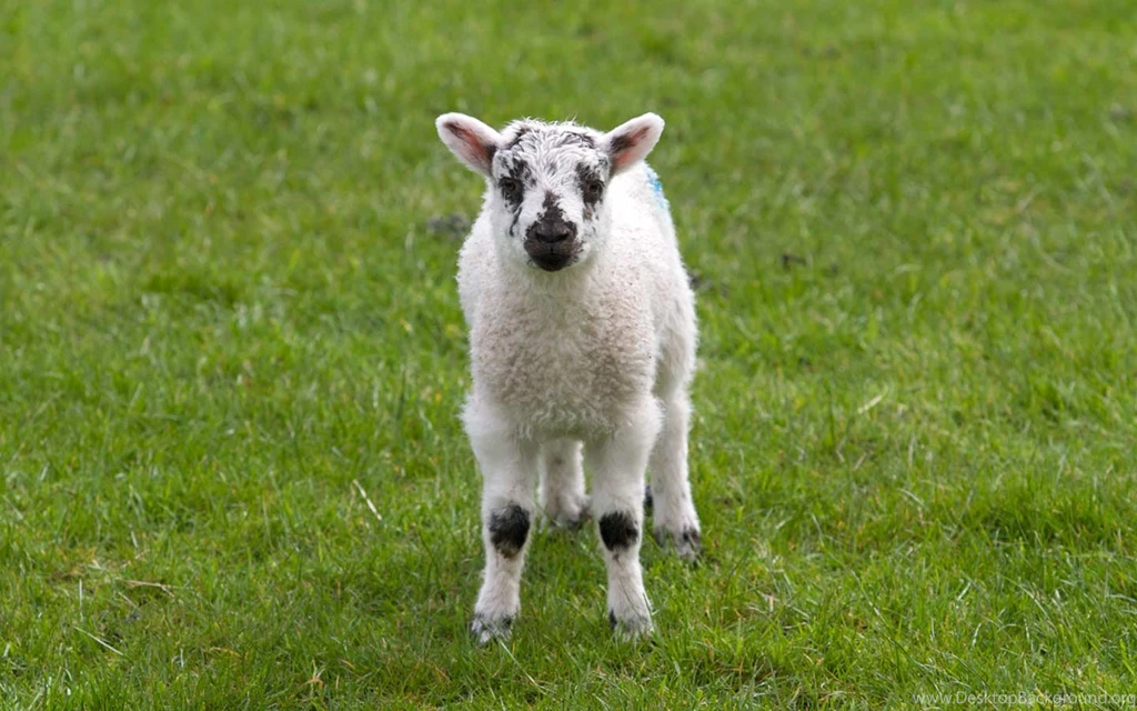 Desktop animal pictures images wallpaper.jpg