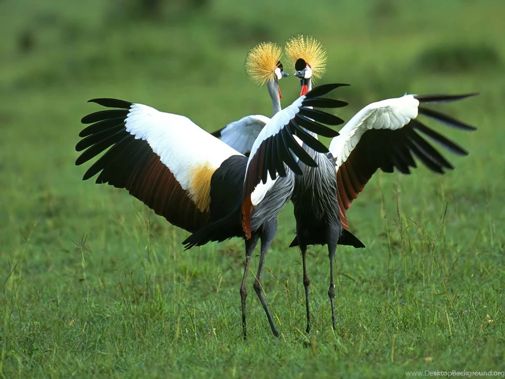 Bird Animal Animals Wallpapers Wallpaper Backgrounds Desktop ...