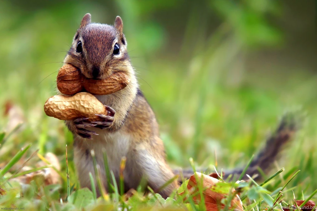 Spring Animal Computer Wallpapers Attachment 7669 HD Wallpapers Site