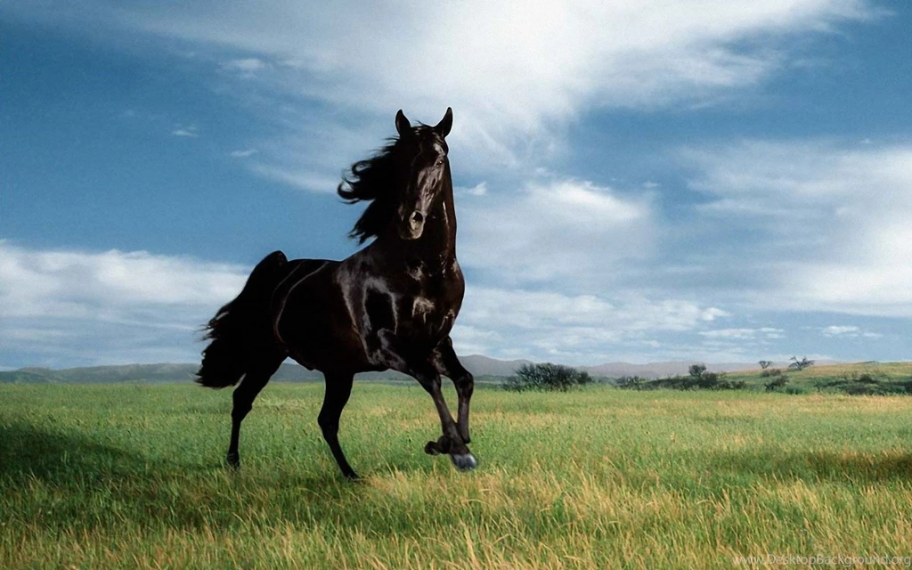 Horses Wallpapers 81233