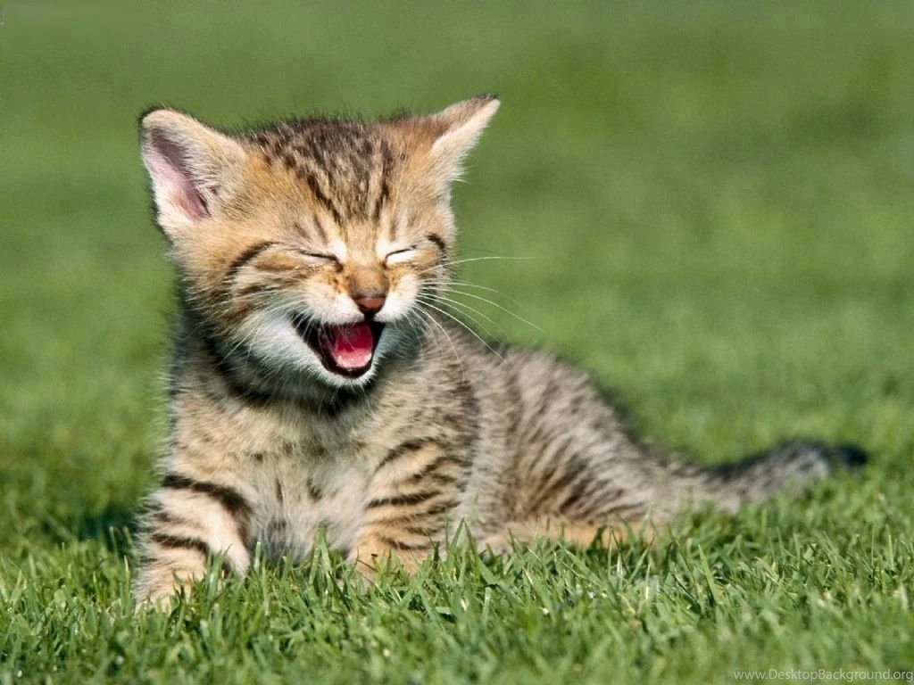 Animal Computer Wallpapers