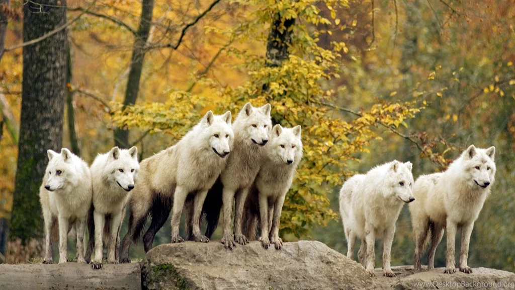 Animal Hd Wallpapers Animated Desktop Wallpapers Cool Wallpapers 6 ...