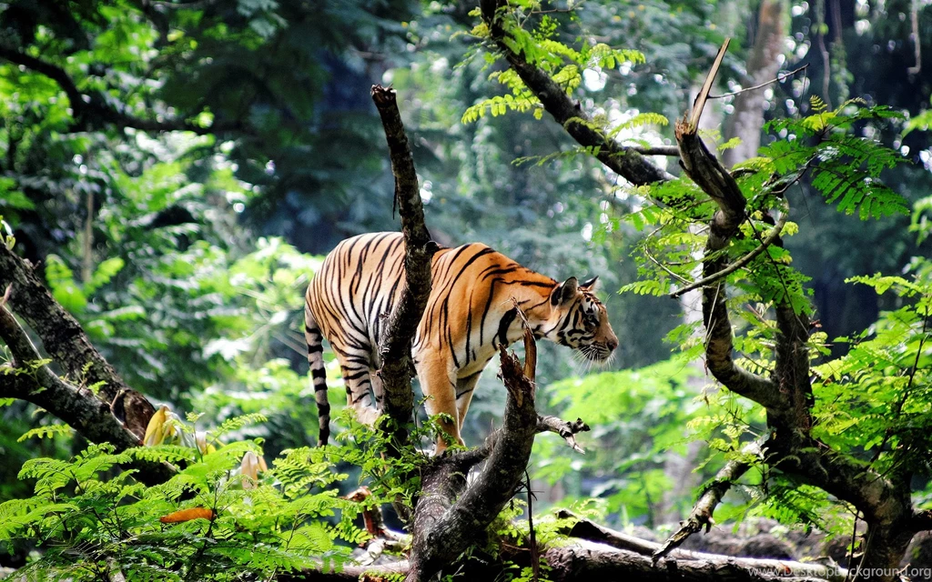 Beautiful Animal Desktop Wallpapers