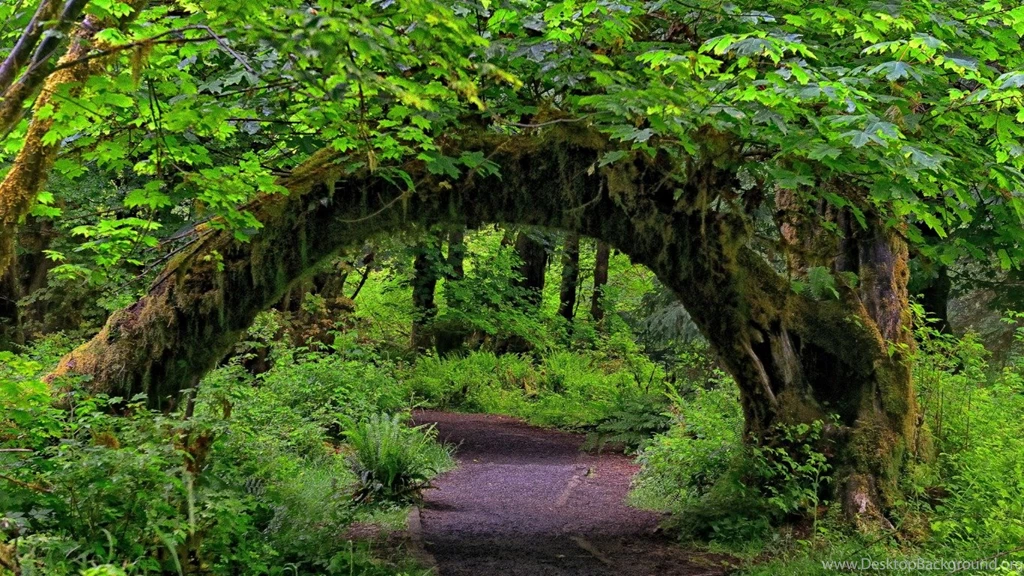 Desktop Forest Wallpapers HD CuteWallpaper.org