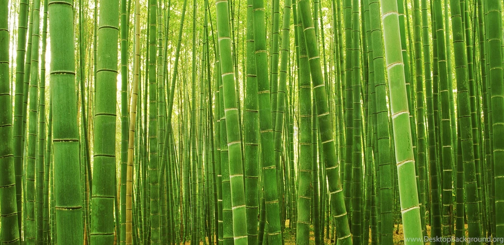 Sagano Bamboo Forest Wallpapers