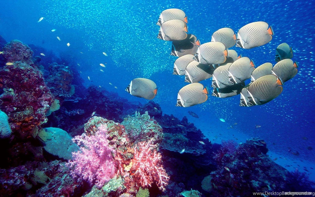 Free Wallpapers Free Animal Wallpapers Marine Life 1 Wallpapers ...
