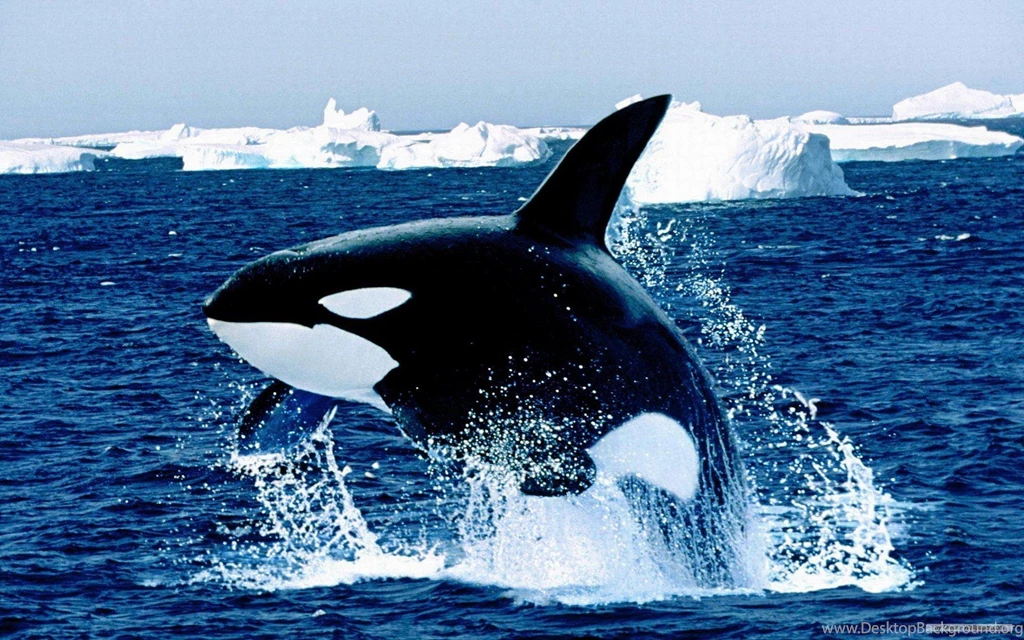 Jestingstock.com Marine Life Wallpapers