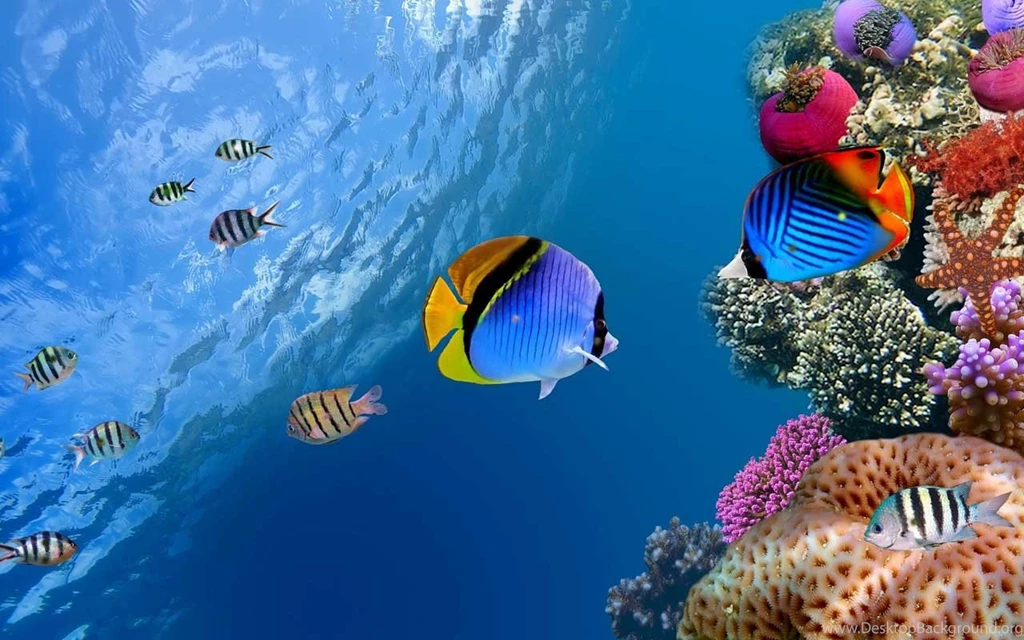 FREE HD WALLPAPERS] Marine Life – Android Forum   AndroidPIT