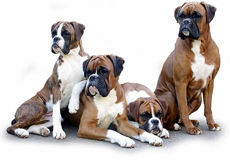 Download Free Boxer Dog Desktop Wallpapers The Quotes Land