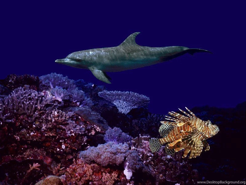 Marine Life Sea Life Wallpapers (7591173) Fanpop