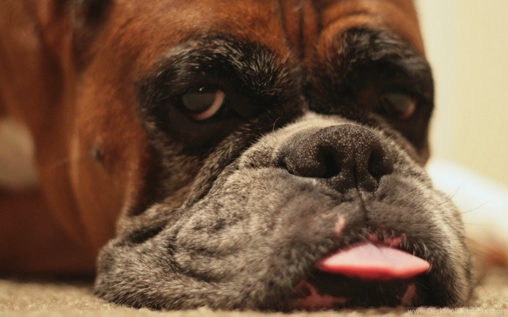 Boxer
