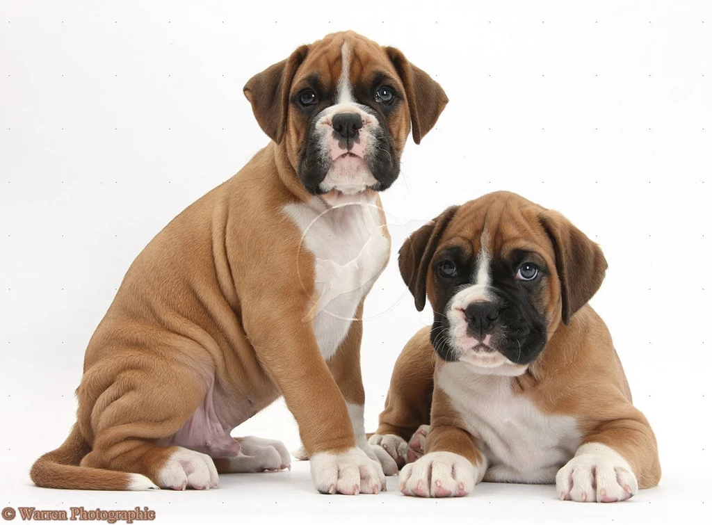 Related Images Of Cute Boxer Dog Cute Tumblr Wallpapers Cute   Resimkoy