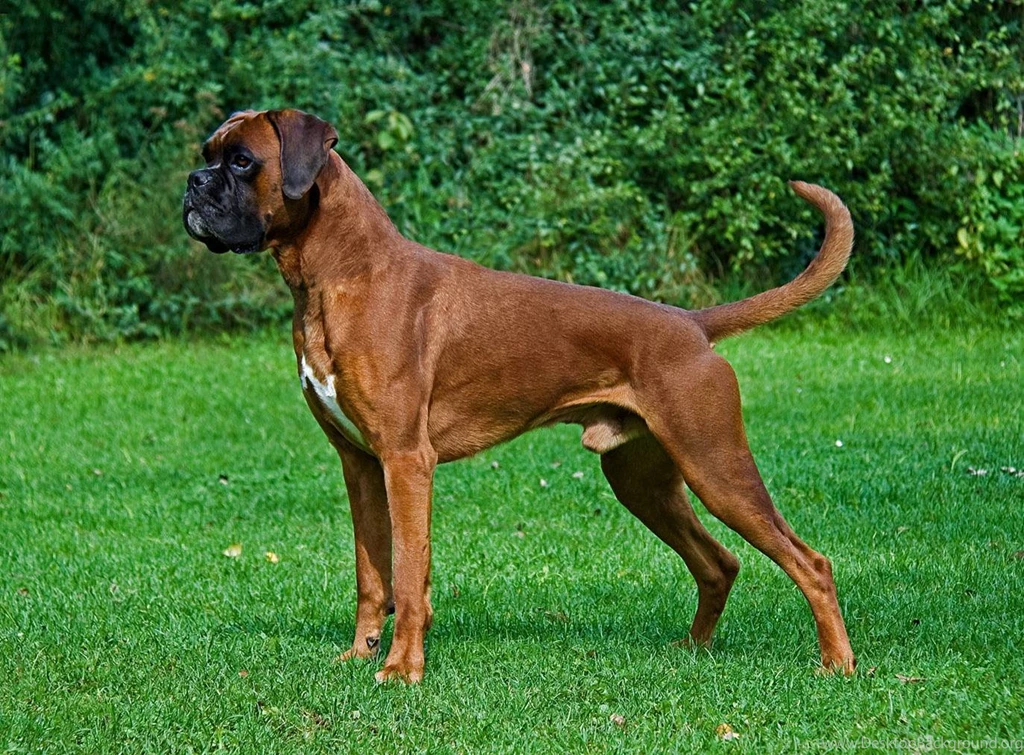 Boxer Dog Wallpapers HD