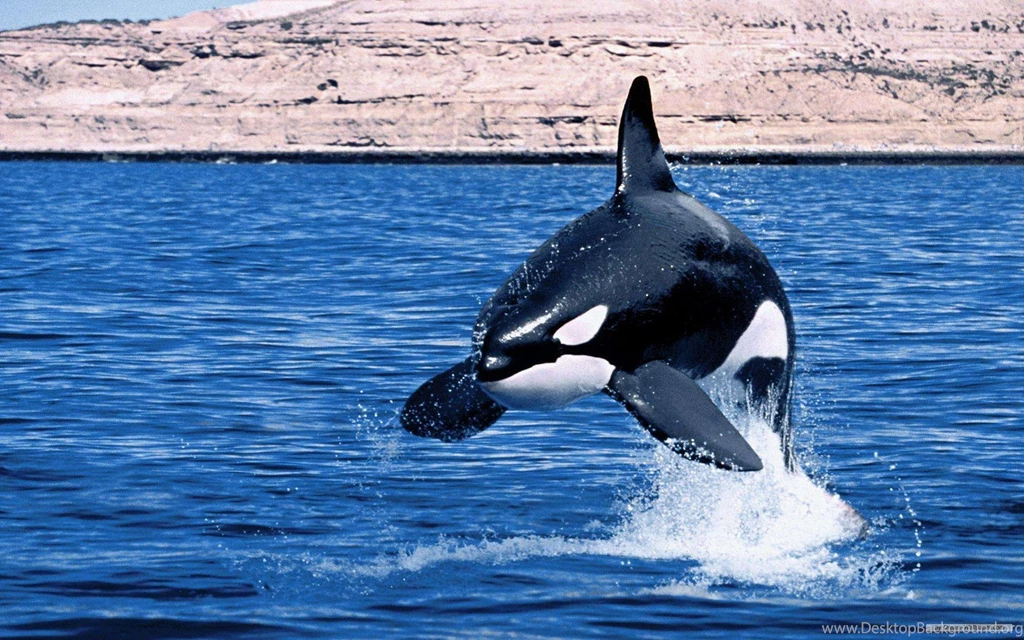 Free Wallpapers   Free Animal Wallpapers   Marine Life 1 Wallpapers ...