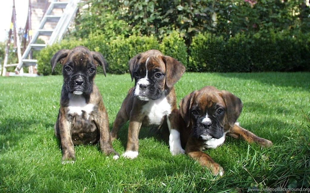 Boxer