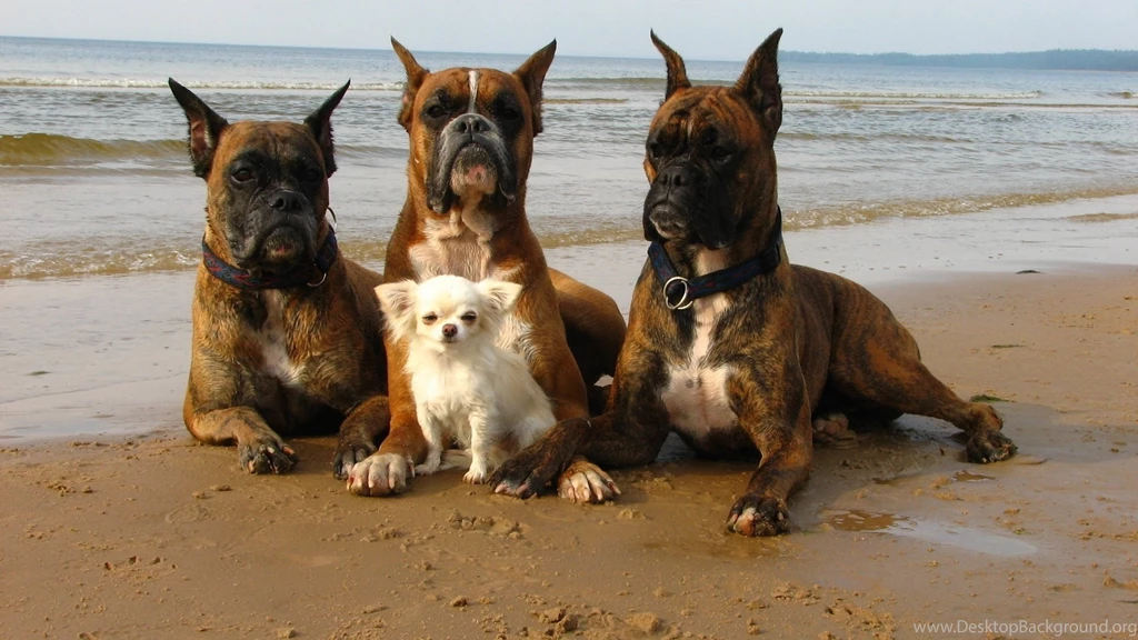 Desktop images boxer dogs dowload.jpg