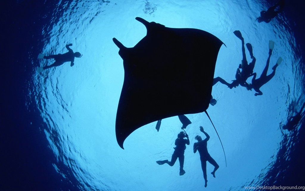 Marine Life Wallpapers Selection (2)