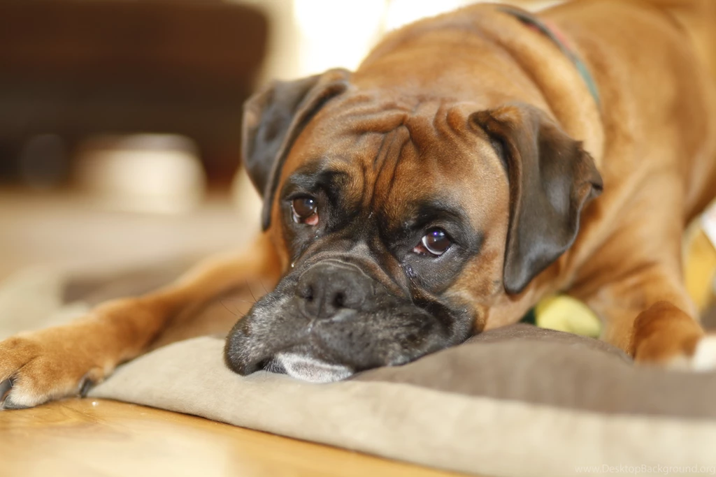 Dog Wallpapers Free Download