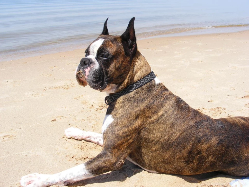 39 Beautiful Boxer Dog Pictures And Images