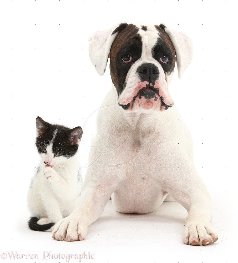 Pictures of a boxer dog 27 The Dog Wallpapers Best The Dog ...