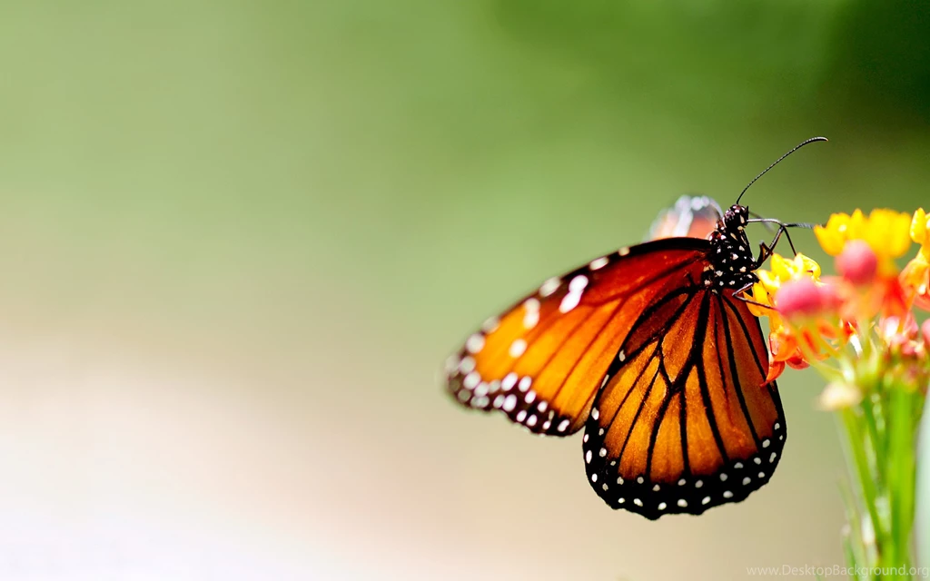 Butterfly Wallpapers HD 2016 Collection