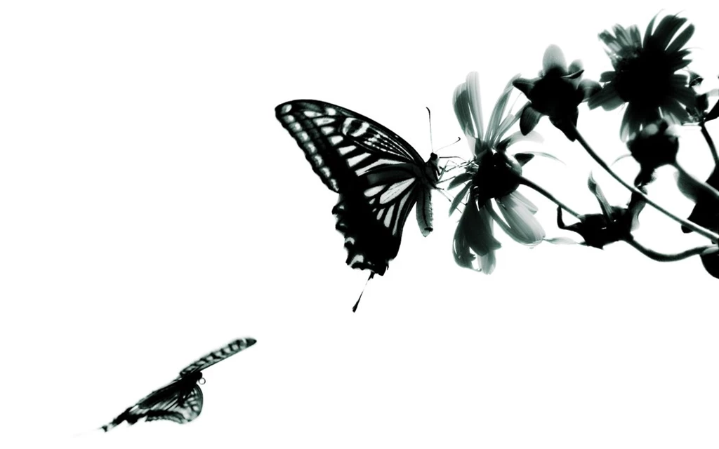 Wallpapers Butterflies Dancing Among The Chrysanthemums By Flora ...
