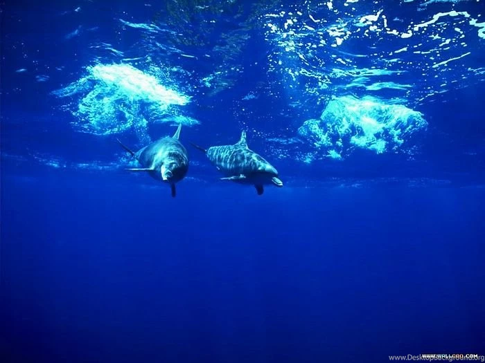 Blue Ocean Wallpapers & Ocean Animals Wallpaper61 Wallcoo.net