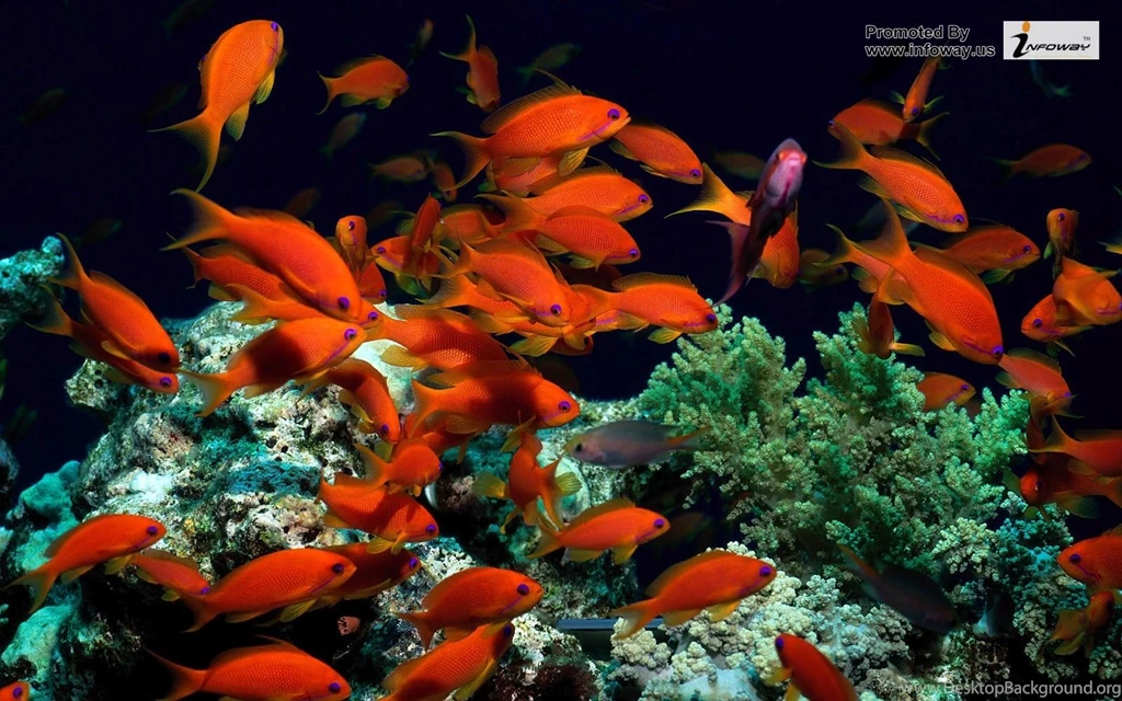 Ocean HD Fish Photo 209 Of 272