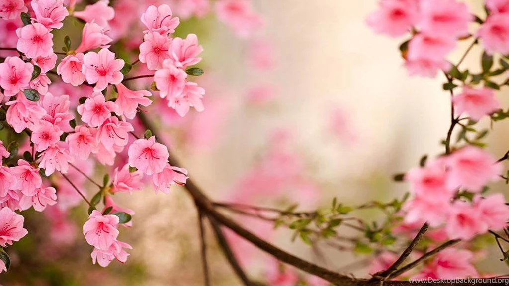 Spring Flowers Live Wallpapers In Cafe Bazaar For Android · Cafe ...