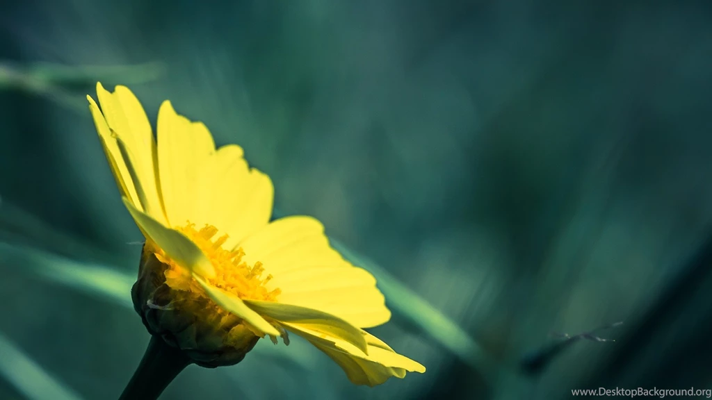 Download Wallpapers 1920x1080 Flower, Petals, Background, Blurred ...