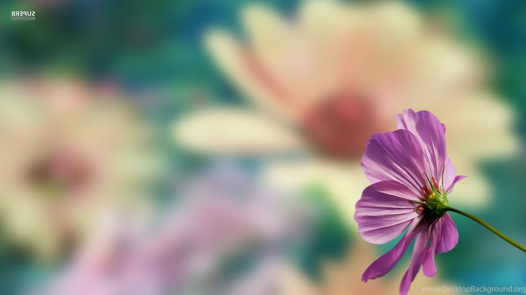 Flowers, Pink Flowers, Blurred Wallpapers HD