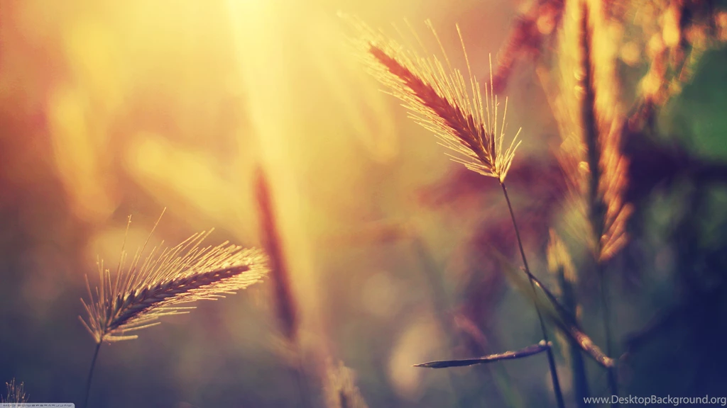 Nature, Macro, Blurred Wallpapers HD