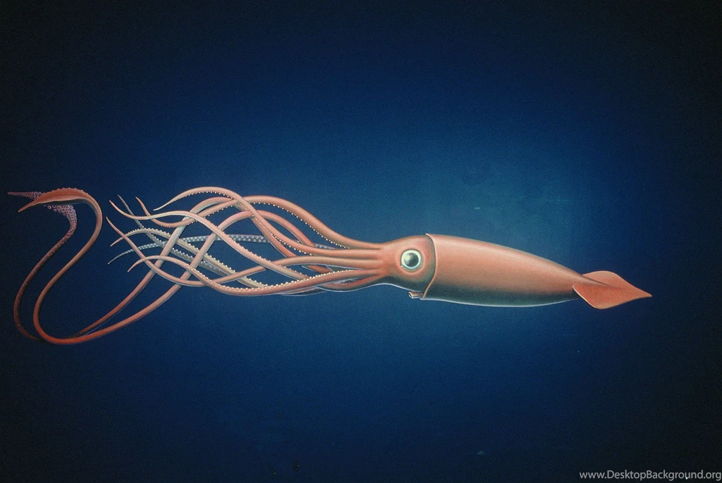 Giant Squid Wallpapers