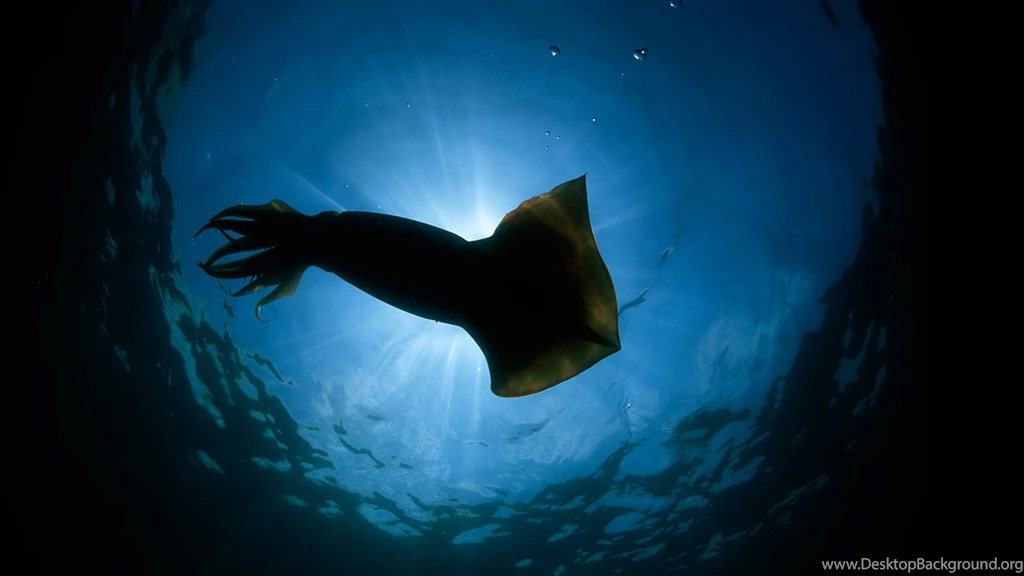 Giant Squid