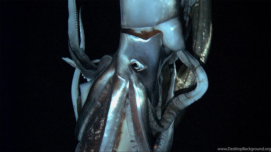 Video Of The Giant Squid Attacking A Submarine