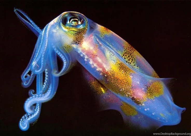 Bioluminescent Squid