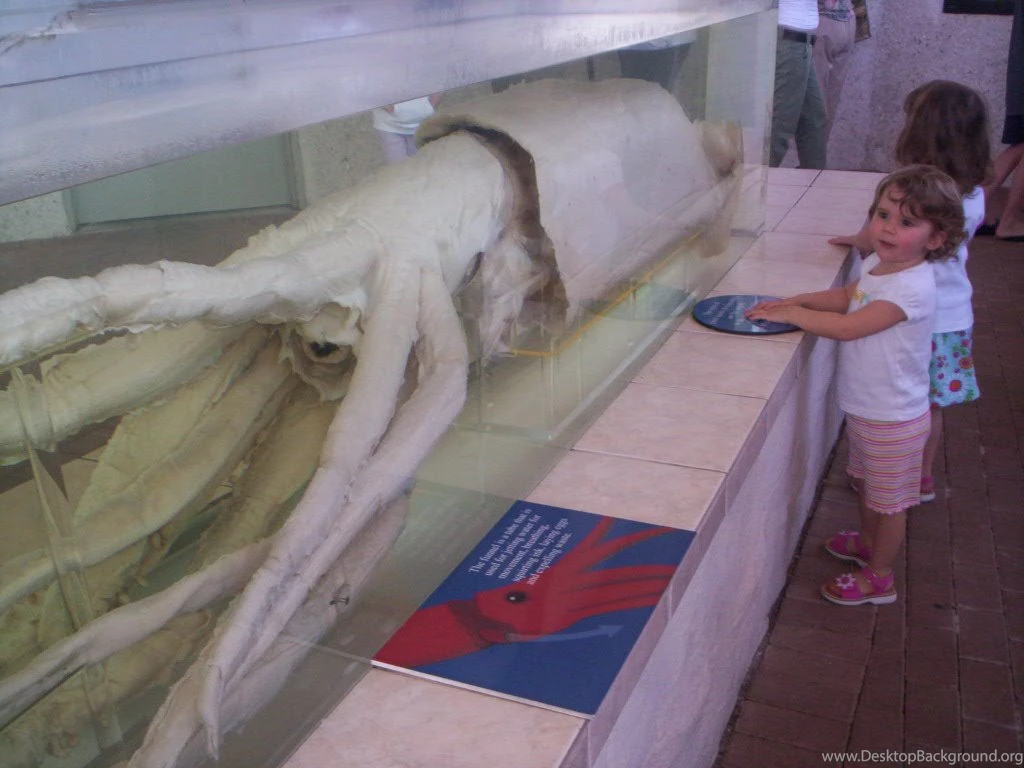 Giant Squid By GMD88 On DeviantArt